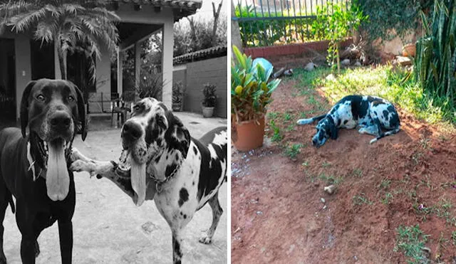 Un joven captó el preciso momento en que una perrita se echó en el montículo de tierra fresca tras descubrir que era el sitio donde descansaba su ‘compañero’. Foto: Marcelo Rodríguez