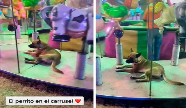 Una joven acudió a una feria para divertirse con su familia; sin embargo, no imaginó que iba a encontrar a un animal en los juegos mecánicos. Foto: captura de YouTube