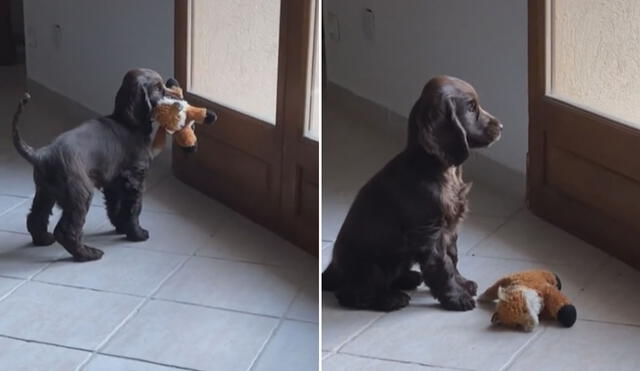 Miles de usuarios quedaron cautivados al ver estas imágenes. Foto: captura de TikTok