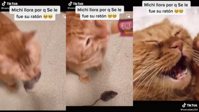 La mujer distrajo a su mascota con un aperitivo. Foto: captura de TikTok