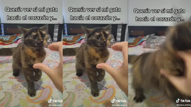 Nadie se imaginó la reacción del encantador felino. Foto: captura de TikTok