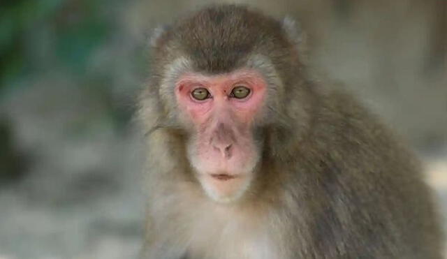 Se estima que la población salvaje de macacos japoneses es de más de 100.000 y está distribuida en Kyushu, Honshu y Shikoku. Foto: Takasakiyama Natural Zoological Garden