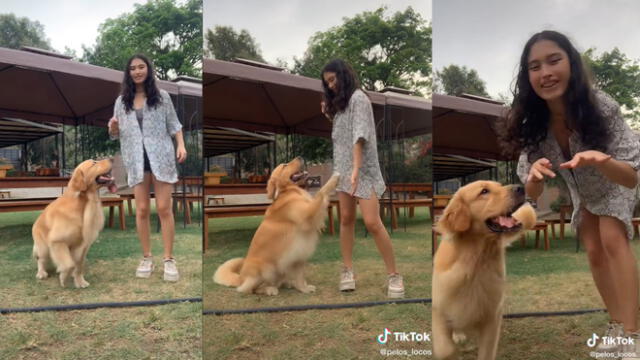 El perro cautivó a miles de usuarios. Foto: captura de TikTok