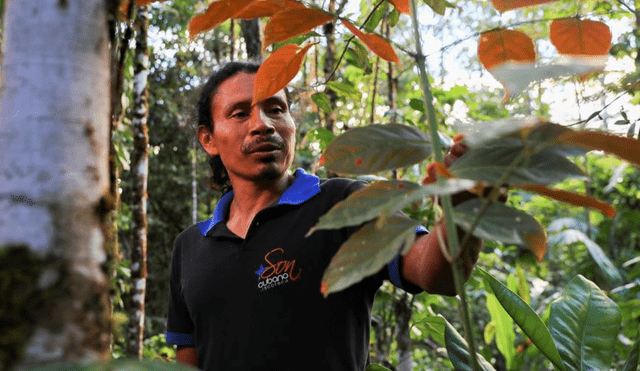 De acuerdo con el Minsa, las comunidades rurales suelen utilizar en mayor medida las plantas medicinales. Foto: EFE