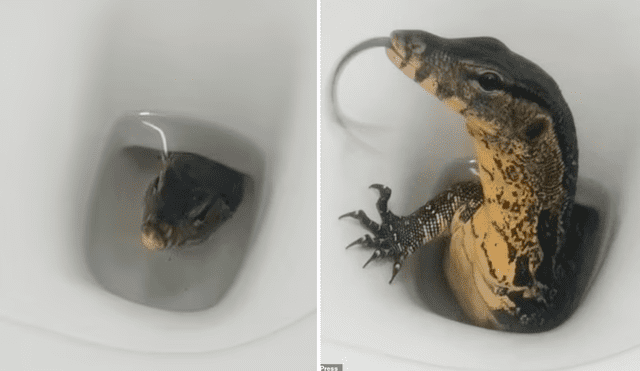 Las imágenes mostraron al lagarto moviendo la lengua antes de sacar su cabeza del agua para mirar alrededor del baño. Foto: captura de Facebook