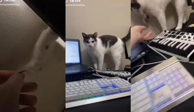 El gatito utilizó sus patitas para sostener uno de los cables que su cuidador quería utilizar. Foto: captura de TikTok