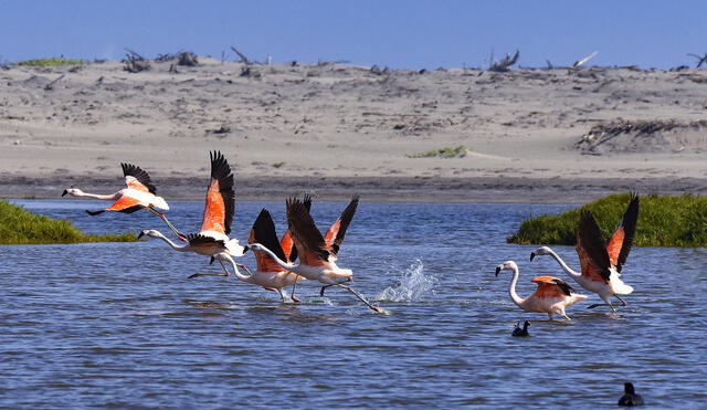 Las pariguanas descienden hasta la orilla del mar desde la laguna de Parinacochas, en las serranías de Ayacucho