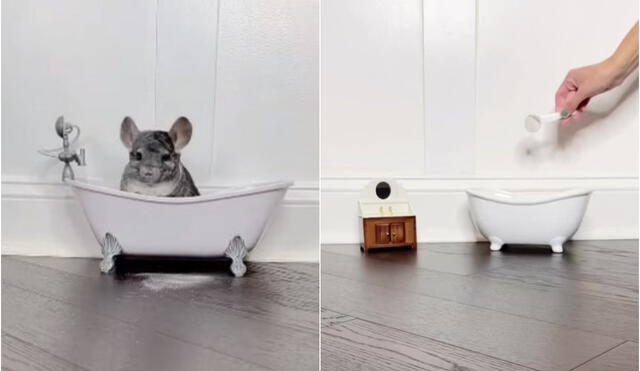 Tierna chinchilla se sumerge en una pequeña tina para darse un refrescante baño. Foto: captura de TikTok.