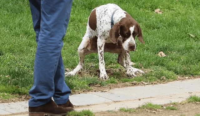 El dueño de un perro espera para recoger la deposición de su mascota en un parque. Foto: referencial/Ricard Cugat