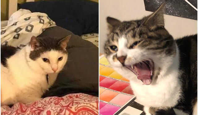 Gatito se enoja y maúlla malhumoradamente cuando su dueña arroja su juguete. Foto: captura de TikTok.