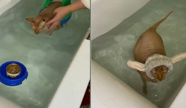 Recomiendan ejercicios de natación a un gato con sobrepeso, pero él se niega a cumplir. Foto: captura de YouTube.