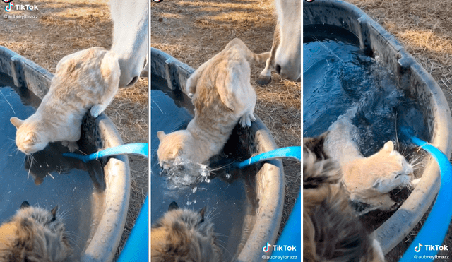 El caballo lo empujó haciendo que el gato cayera al agua generando que se diera un baño sin planearlo. Foto: captura de TikTok