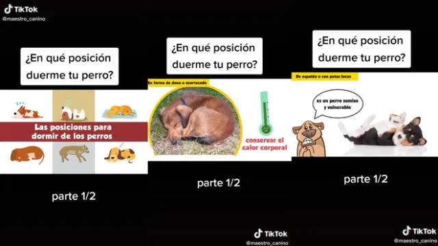 La posición en la que duermen los perros tiene un significado. Foto: captura de TikTok