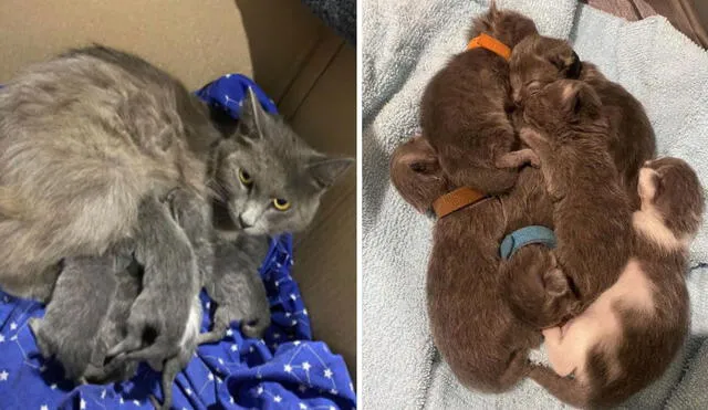 La historia con final feliz de esta gatita y sus crías ha conmovido a miles en las redes sociales. Foto: captura de Facebook