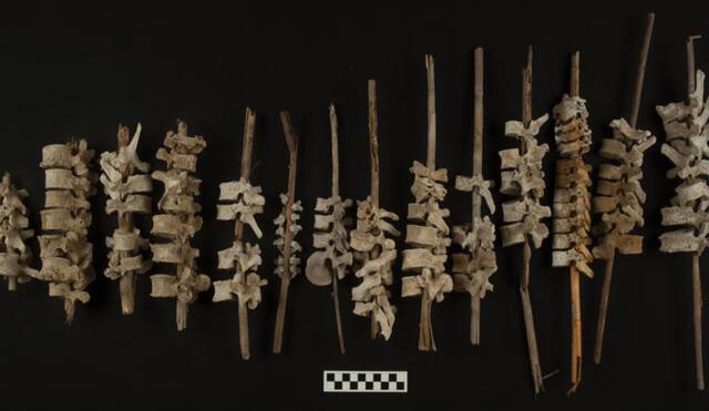 Algunos ejemplos de espinas dorsales humanas en postes. Foto: C. O'Shea