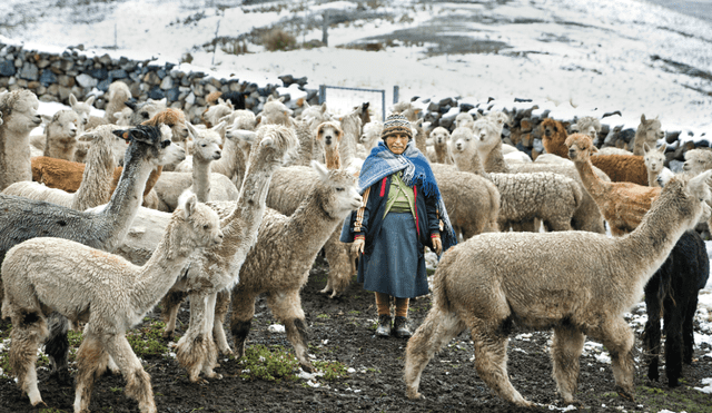 ¿En qué se diferencian estos cuatro camélidos sudamericanos? En las alturas de los Andes peruanos, las familias crían y comercializan la lana de estos auquénidos. Foto: La República
