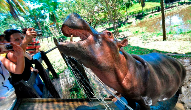 El comité evalúa declarar a los hipopótamos como especie invasora, tras lo que se podrán adoptar “acciones urgentes” al respecto. Foto: EFE