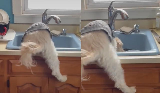 El perrito sorprendió a su dueña al subirse al lavadero para beber agua. Foto: captura de TikTok