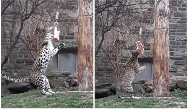 Instalan poste de alimentación para que leopardo hembra demuestre sus habilidades de caza. Foto: captura de TikTok.