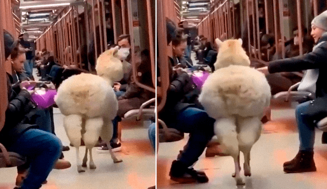 El video muestra a la alpaca desplazándose confiadamente por una de las estaciones y por el pasillo de los vagones en compañía de sus dueños. Foto: captura de video / Departamento de Transporte de Moscú