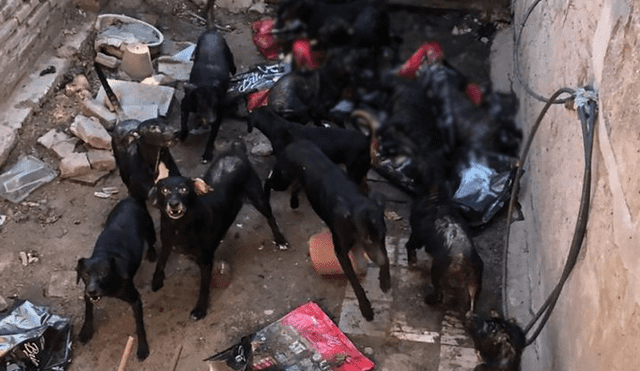 Los animales están descontrolados y la dueña ya no los puede dominar. Foto: ElDoceTV