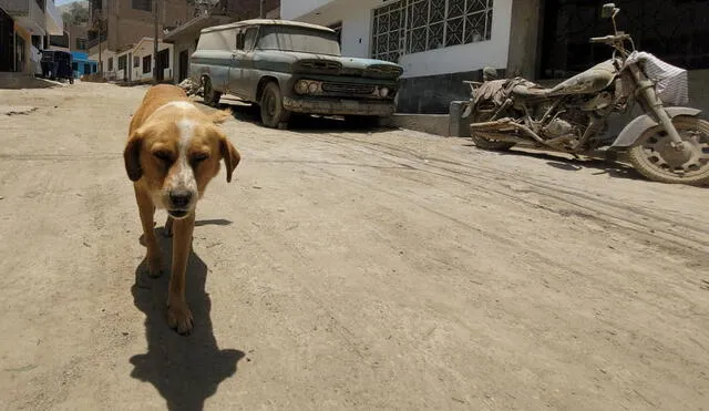Solo tres perritos sobrevivieron al ataque de los delincuentes. Foto: Jessica Merino/URPI-LR