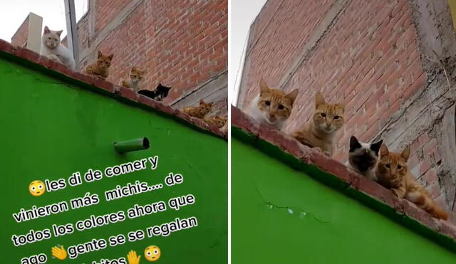 Los usuarios mostraron su interés por querer adoptar un gato de los tantos mininos que se hicieron presentes en el techo de una casa. Foto: captura de TikTok