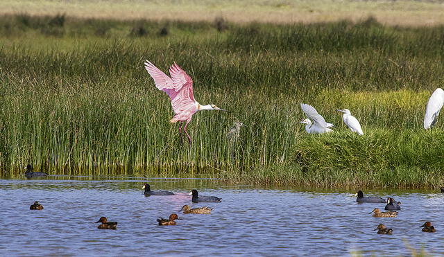 Paraíso. Entre otras aves, se aprecia el vuelo de una espátula rosada, especie amazónica, que se refugia en el humedal. Foto: Pedro Allasi