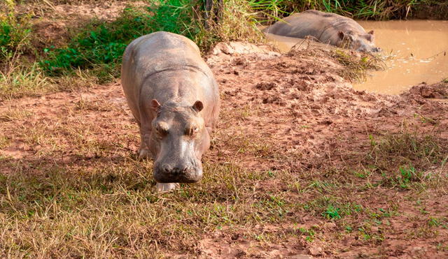 Los hipopótamos fueron introducidos a Colombia hace más de 40 años por Pablo Escobar. Foto: Ministerio de Ambiente / Europa Press
