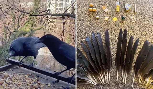 Una mujer se llevó una gran sorpresa cuando se enteró que las aves le habían dejado unos botones, bellotas y pedazos de metal en su balcón. Foto: captura de YouTube