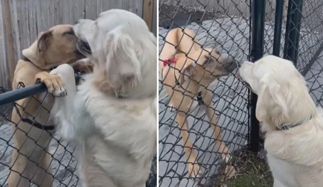 La tierna relación de estos canes ha cautivado a miles de usuarios en las redes sociales. Foto: captura de TikTok