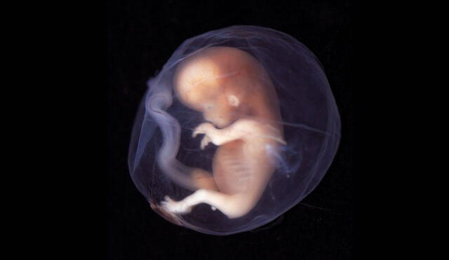 El útero artificial chino podría gestar embriones humanos, lo que marcaría un antes y un después en esta tecnología que ya se viene probando en diversos países. Foto: Wikimedia Commons