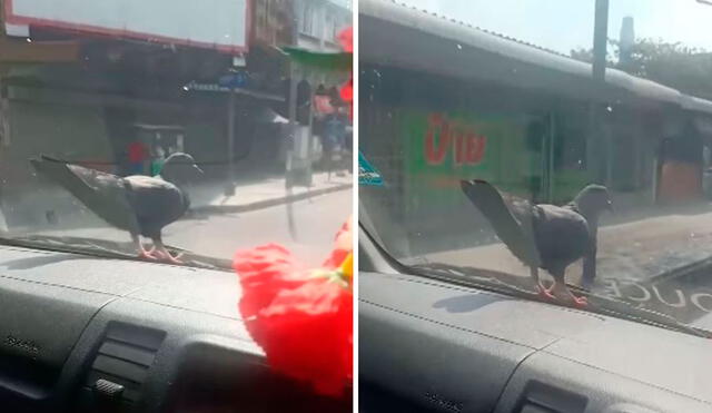 Un joven grabó el preciso momento en que una paloma se mostró amistosa tras acomodarse en la parte delantera de su carro. Foto: captura de Facebook