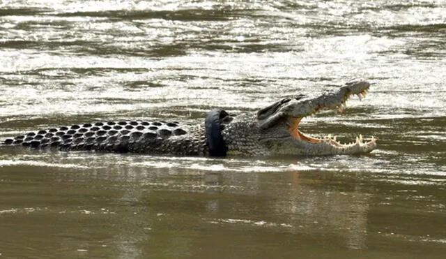 Se ve un cocodrilo con una llanta de motocicleta alrededor del cuello en un río en Palu, Sulawesi central, en diciembre de 2020. Foto: AFP