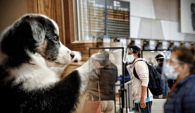 Durante el 2021, el Senasa emitió 4401 certificados sanitarios de exportación: 3.540 perros y 861 gatos. Foto: composición LR / Gerson Cardoso