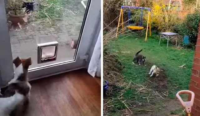 Un can actuó a la defensiva tras descubrir que un felino se metió a su patio sin permiso; sin embargo, terminó huyendo del lugar. Foto: captura de Facebook