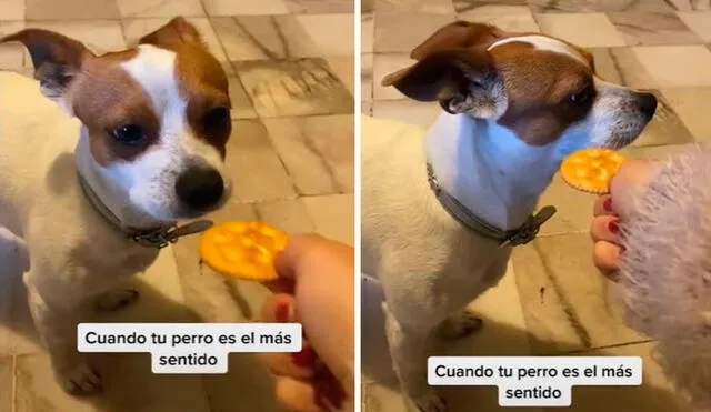 Un perro estaba ansioso por recibir un premio; sin embargo, su dueña lo engañó al fingir que le daba una galleta en su hocico.  Foto: captura de TikTok