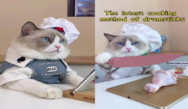 That Little Puff, el famoso gato ‘chef’ que intenta trucos virales de cocina. Foto: captura de TikTok.