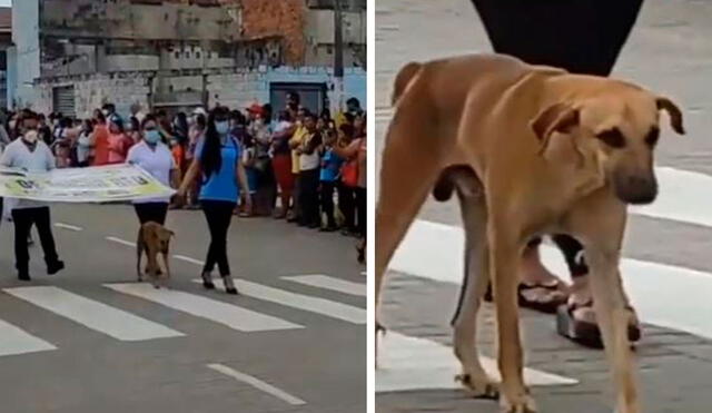 Un transeúnte grabó el preciso momento en que un can se desplazó al lado de los profesionales de la salud. Foto: captura de YouTube