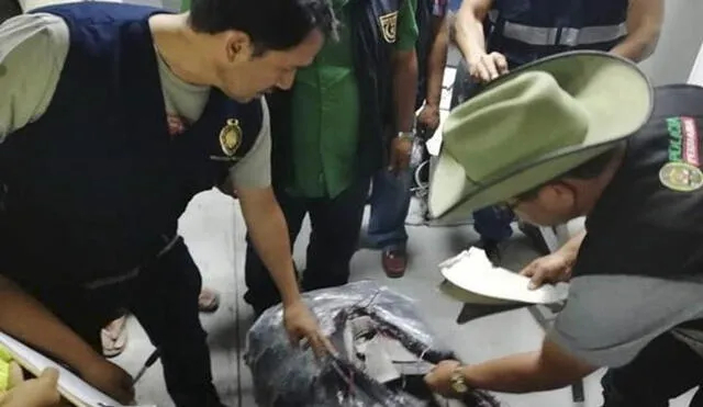 Fiscalía señala que estas aletas de tiburón tenían como destino los países de Asia. Foto: Ministerio Público