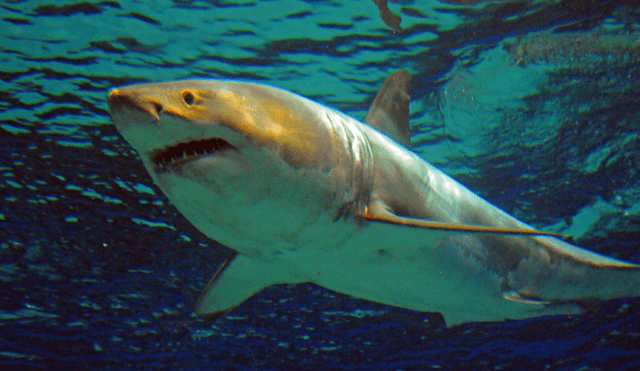 El significado de la presencia de los tiburones en los sueños varían de acuerdo a la forma en la que se muestra este animal. Foto: AFP