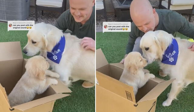 La llegada de un nuevo cachorro alegró a este can y no pudo contener su emoción por conocerlo. Foto: captura de TikTok