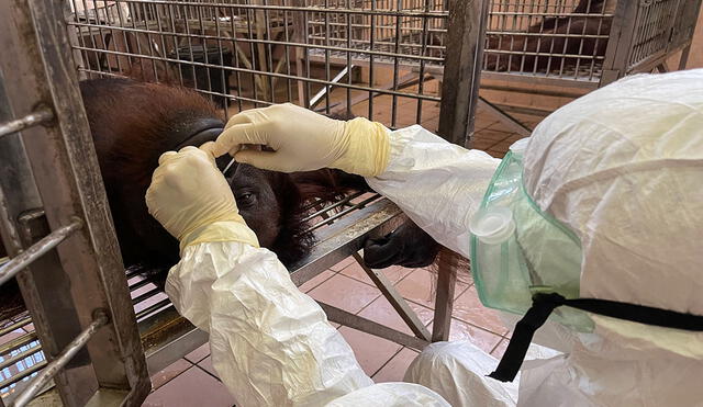 En Suiza defendieron la importancia del testeo animal para los avances de la medicina y usaron como ejemplo las vacunas contra la COVID-19. Foto: referencial/AFP