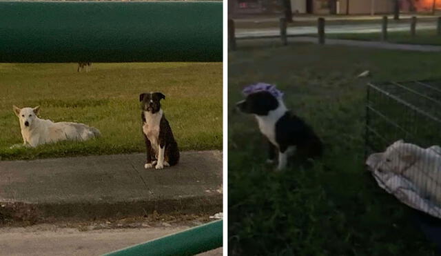 Una mujer se percató que una perrita fue víctima de la imprudencia de un conductor y decidió ayudarla, pero vio que no estaba sola. Foto: captura de YouTube