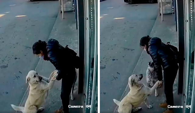 Una cámara de seguridad registró el preciso momento en que la joven tomó unos minutos de su trabajo para atender a unos perros callejeros. Foto: captura de Facebook