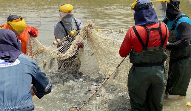 Sanipes exonera del pago para la habilitación sanitaria a centros de cultivo de Puno y de la selva peruana