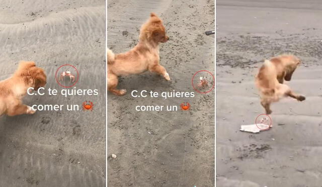 La viral escena protagonizada por el cachorro y un cangrejo fue compartida por miles de usuarios en las redes sociales. Foto: captura de TikTok
