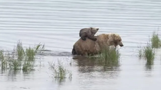 Esto ocurrió en Katmai National Park and Preserve, Alaska, USA. Foto: captura de YouTube