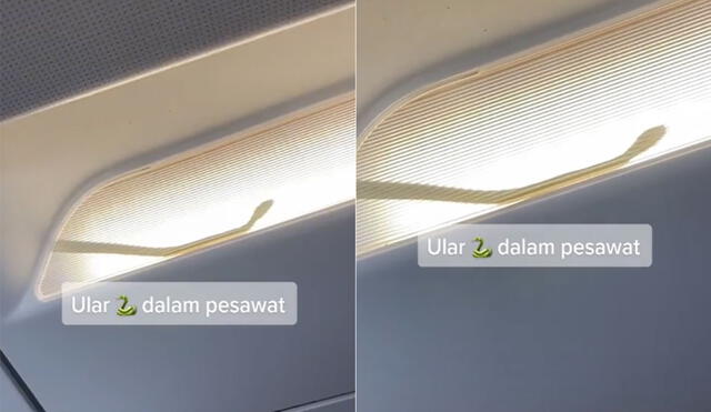 Desvían un vuelo después de que los pasajeros vieran una serpiente en el avión. Foto: captura de TikTok.