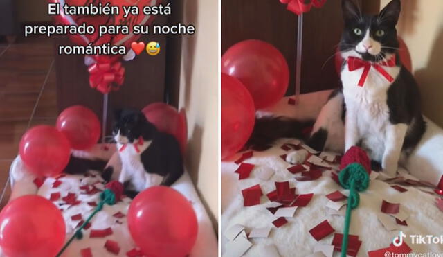Miles de usuarios quedaron cautivados al ver la curiosa decoración del gatito por el día de los enamorados. Foto: captura de TikTok